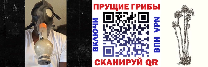 Псилоцибиновые грибы прущие грибы Ставрополь