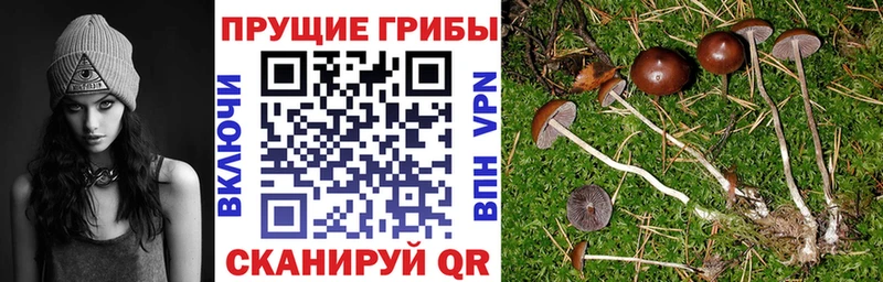 сколько стоит  Ставрополь  Галлюциногенные грибы мицелий 